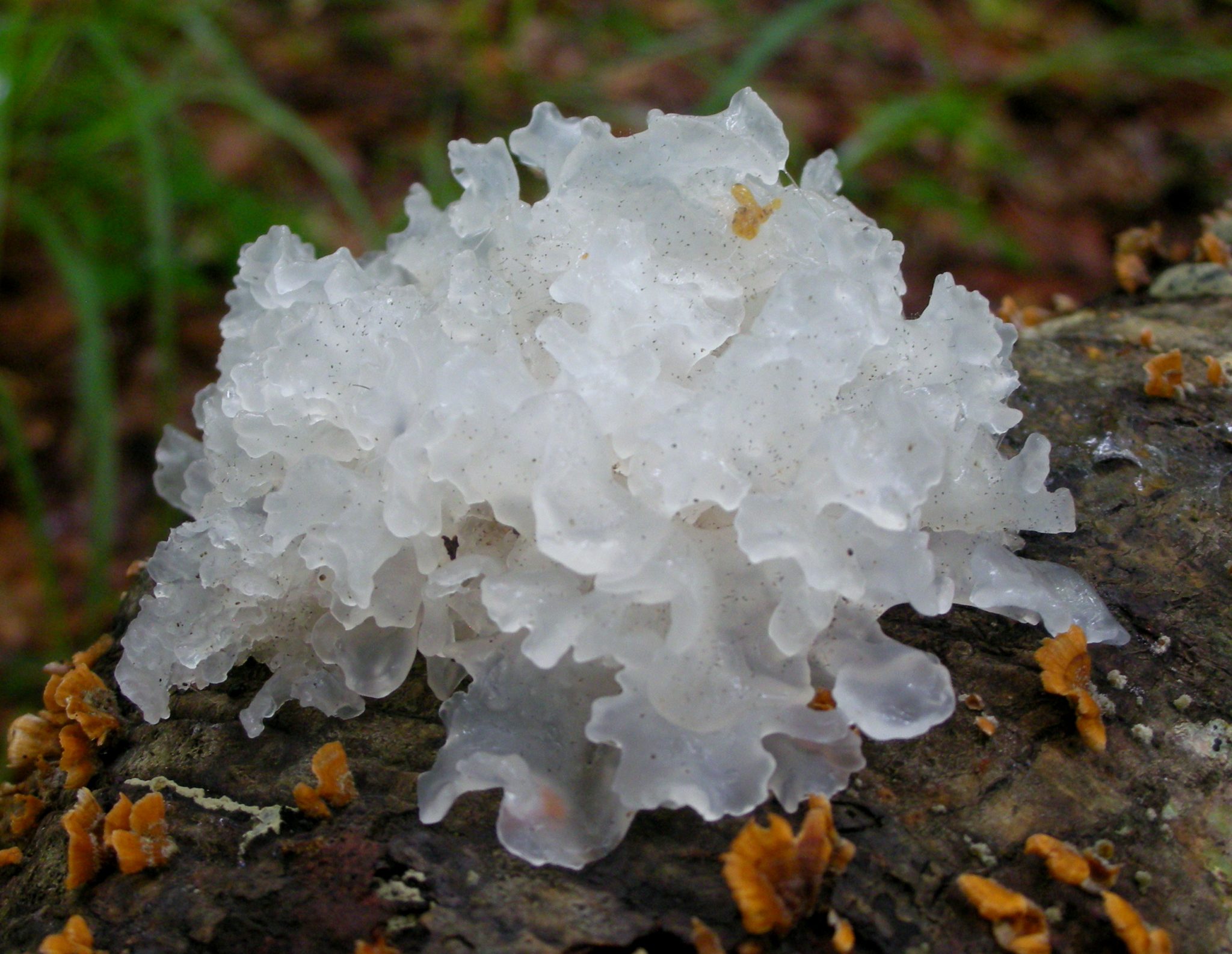 Snow Mushroom and your Skin DermaSpark Products Inc.