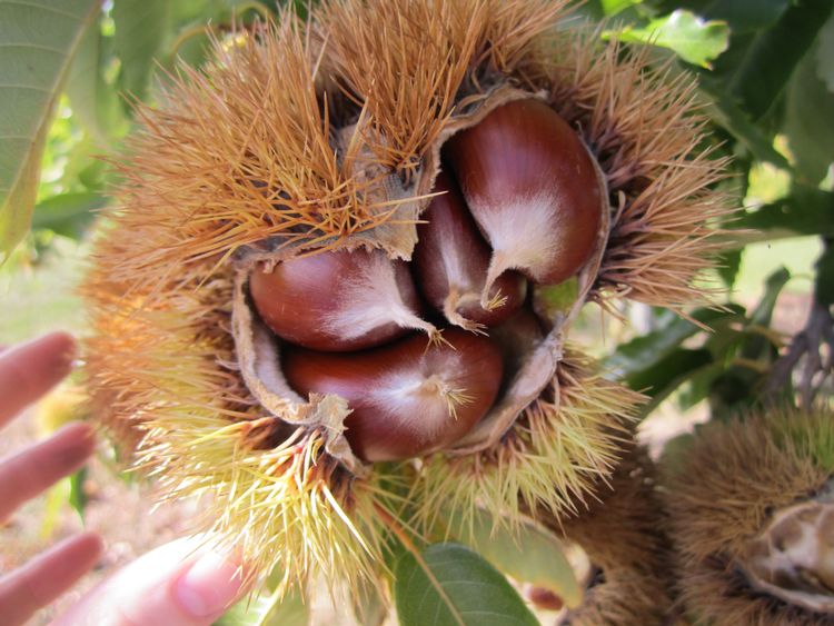 horse chestnut